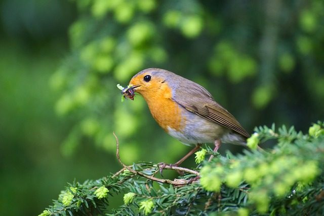 cropped-Rouge-gorge-insecte.jpg