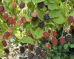 Un mini verger de plantes fruitières (groseille, framboise, pommier en espalier,..)