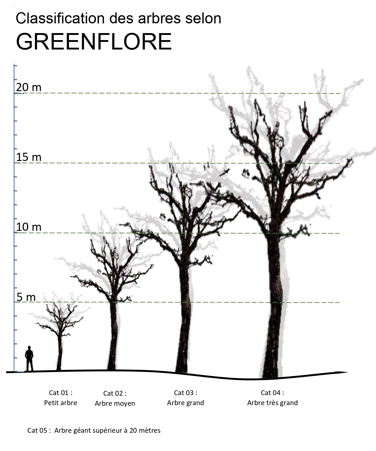 Schéma de classification des arbres suivant leurs hauteur Jpg VF